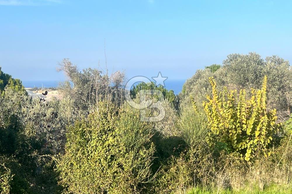 Karaburun Mordoğan Azmak Mevkiinde Deniz Manzaralı Tarla