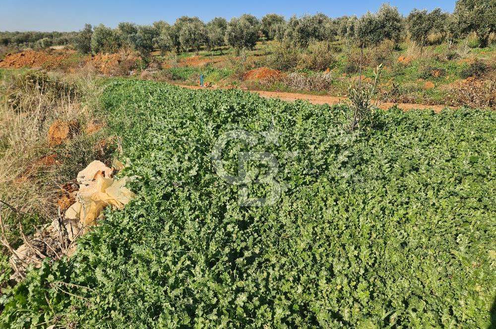 Saruhanlı Salihli Yolunda Ticari Tesislere Yakın Satılık Tarla