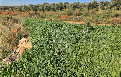 Saruhanlı Salihli Yolunda Ticari Tesislere Yakın Satılık Tarla
