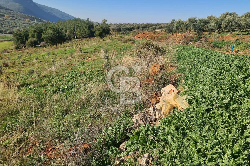 Saruhanlı Salihli Yolunda Ticari Tesislere Yakın Satılık Tarla