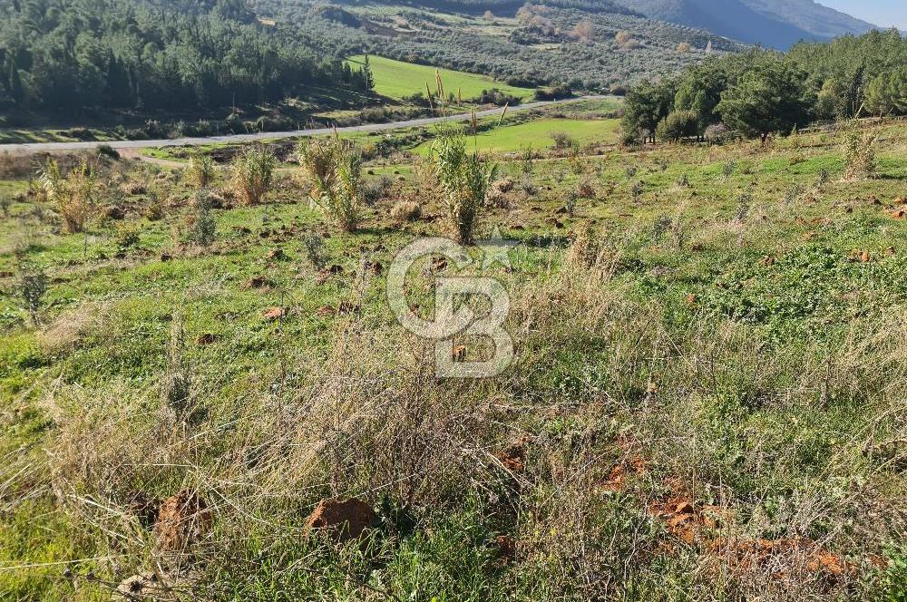 Saruhanlı Salihli Yolunda Ticari Tesislere Yakın Satılık Tarla