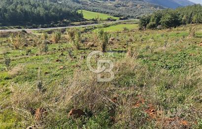 Saruhanlı Salihli Yolunda Ticari Tesislere Yakın Satılık Tarla