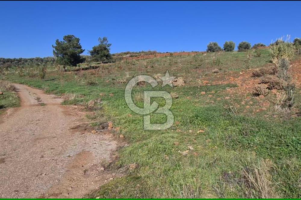 Saruhanlı Salihli Yolunda Ticari Tesislere Yakın Satılık Tarla