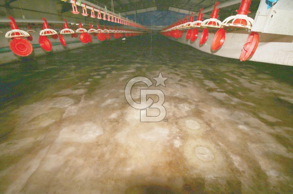 CB OPİA'DAN " ÇALIŞIR DURUMDA FULL OTOMASYON TAVUK ÇİFTLİĞİ "