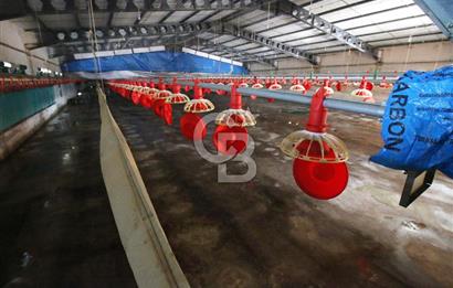 CB OPİA'DAN " ÇALIŞIR DURUMDA FULL OTOMASYON TAVUK ÇİFTLİĞİ "