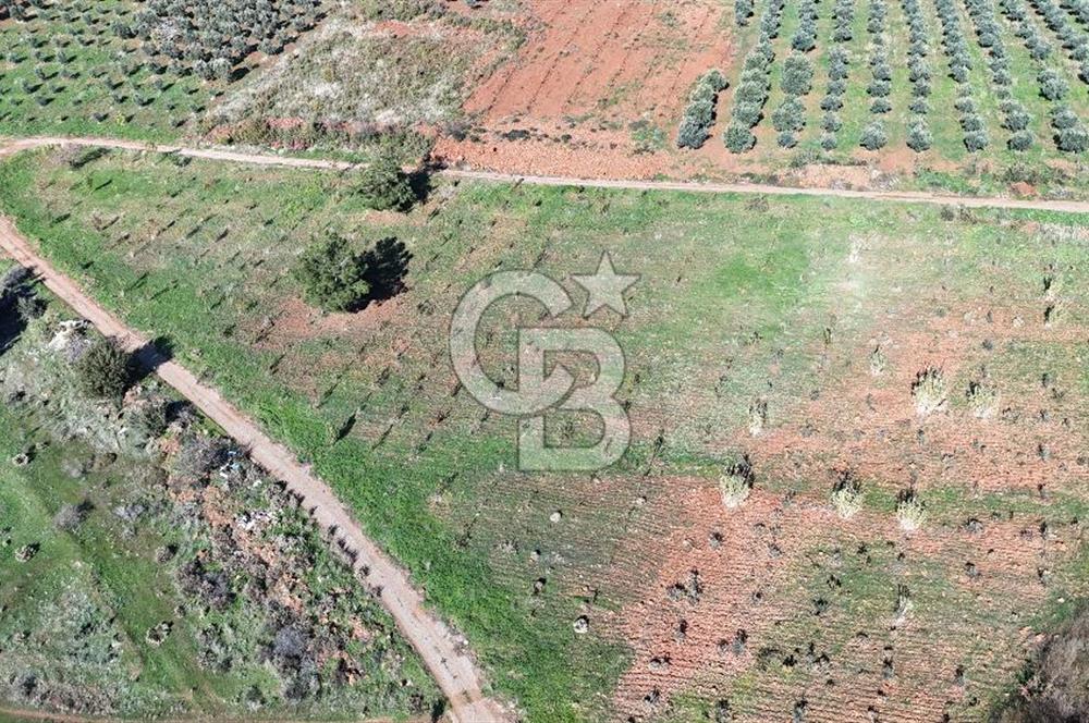 Saruhanlı Salihli Yolunda Ticari Tesislere Yakın Satılık Tarla