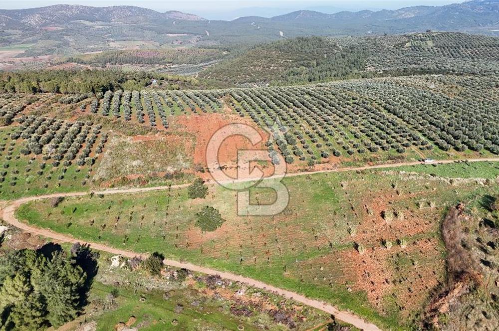Saruhanlı Salihli Yolunda Ticari Tesislere Yakın Satılık Tarla