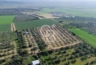 Foça Gerenköy'de Satılık 424 m2 Tarla - 3 - 323582