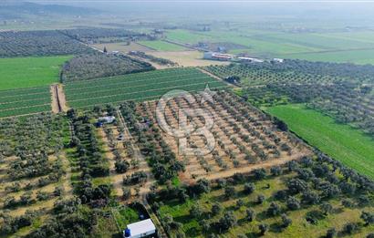 Foça Gerenköy'de Satılık 424 m2 Tarla