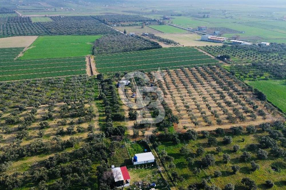 Foça Gerenköy'de Satılık 424 m2 Tarla
