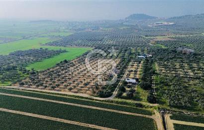 Foça Gerenköy'de Satılık 424 m2 Tarla