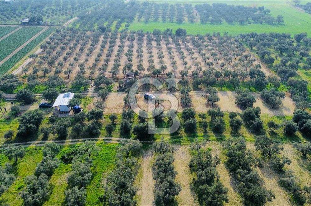 Foça Gerenköy'de Satılık 424 m2 Tarla