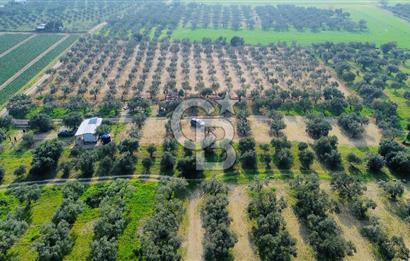 Foça Gerenköy'de Satılık 424 m2 Tarla