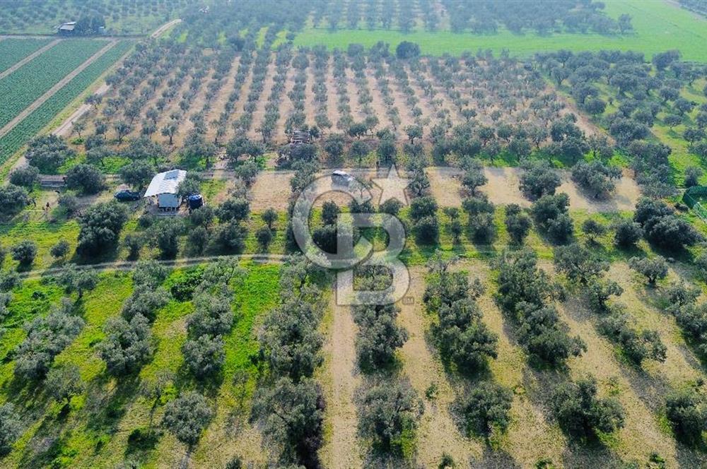 Foça Gerenköy'de Satılık 424 m2 Tarla