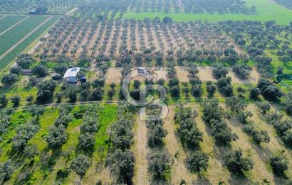 Foça Gerenköy'de Satılık 424 m2 Tarla