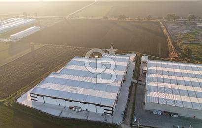 TORBALI PANCAR OSB YAKINI 15800 M2 SATILIK TARLA