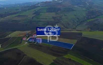 SAMSUN ATAKUM ALANLI'DA SATILIK TARLA