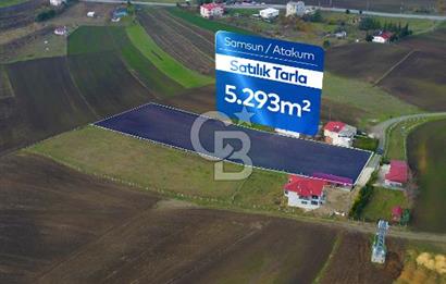 SAMSUN ATAKUM ALANLI'DA SATILIK TARLA