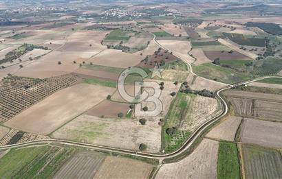 ÇANAKKALE MERKEZ ÇIPLAK KÖYÜNDE TEK PARSEL 35 DÖNÜM TARLA
