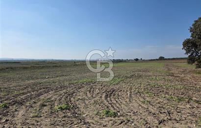 ÇANAKKALE MERKEZ ÇIPLAK KÖYÜNDE TEK PARSEL 35 DÖNÜM TARLA