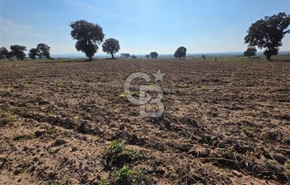ÇANAKKALE MERKEZ ÇIPLAK KÖYÜNDE TEK PARSEL 35 DÖNÜM TARLA