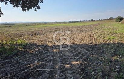 ÇANAKKALE MERKEZ ÇIPLAK KÖYÜNDE TEK PARSEL 35 DÖNÜM TARLA