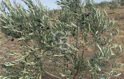 CB Leader'dan Bandırma Orhaniye'de satılık zeytinlik