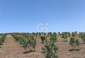 CB Leader'dan Bandırma Orhaniye'de satılık zeytinlik - 7 - 323777