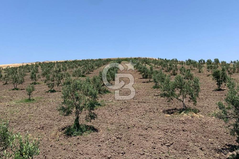 CB Leader'dan Bandırma Orhaniye'de satılık zeytinlik
