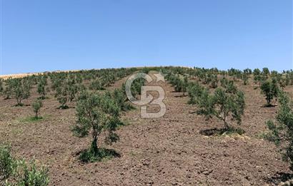 CB Leader'dan Bandırma Orhaniye'de satılık zeytinlik