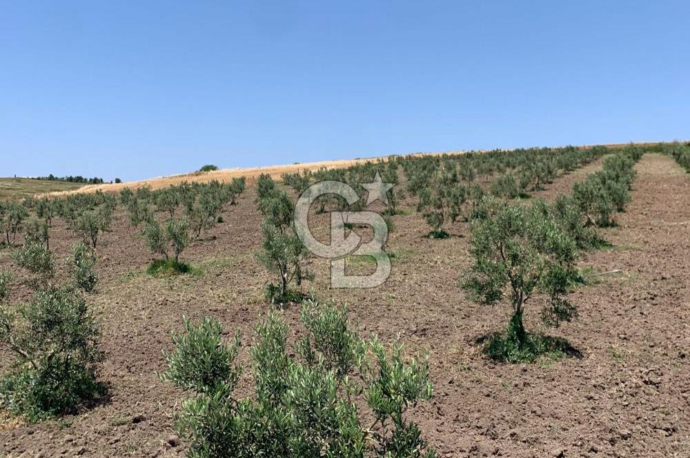 CB Leader'dan Bandırma Orhaniye'de satılık zeytinlik