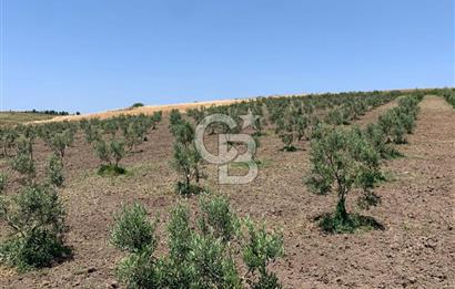 CB Leader'dan Bandırma Orhaniye'de satılık zeytinlik