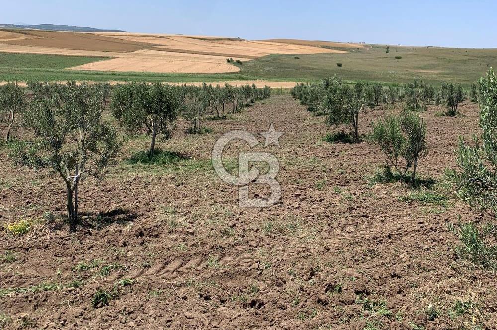 CB Leader'dan Bandırma Orhaniye'de satılık zeytinlik