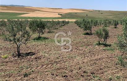 CB Leader'dan Bandırma Orhaniye'de satılık zeytinlik