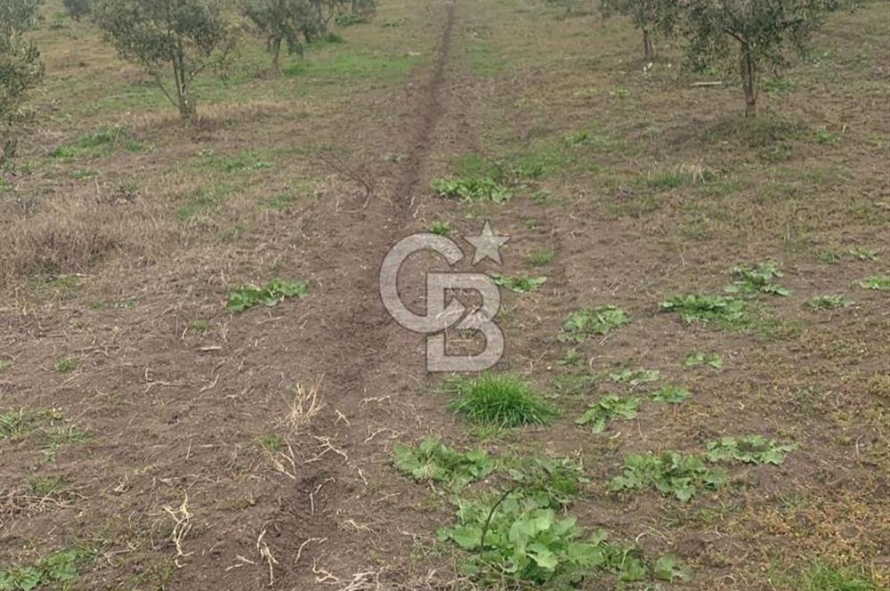 CB Leader'dan Bandırma Orhaniye'de satılık zeytinlik