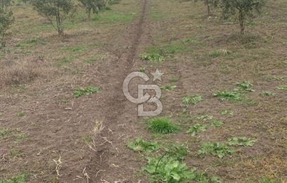 CB Leader'dan Bandırma Orhaniye'de satılık zeytinlik