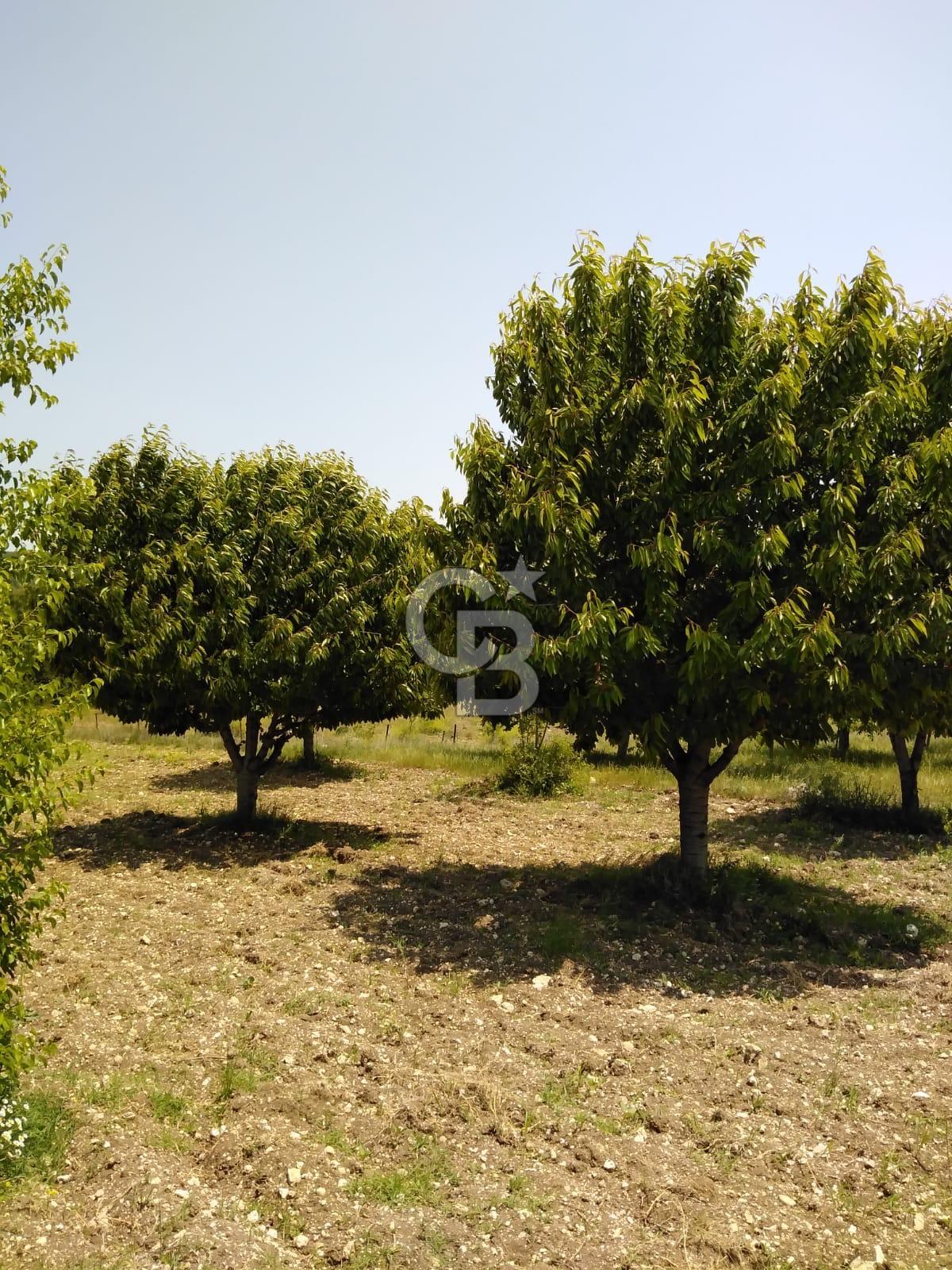 CB FOCUS'TAN KELES / UZUNÖZ 'DE EKİLİ MÜSTAKİL ARAZİ