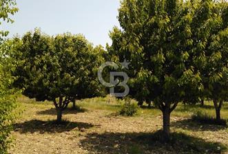 CB FOCUS'TAN KELES / UZUNÖZ 'DE EKİLİ MÜSTAKİL ARAZİ - 5 - 323749