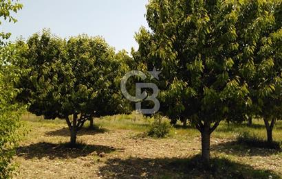 CB FOCUS'TAN KELES / UZUNÖZ 'DE EKİLİ MÜSTAKİL ARAZİ