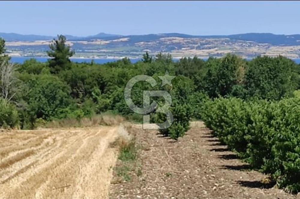 1915 Çanakkale Köprüsü Manzaralı Tarla Acil Satılık Fırsat!!