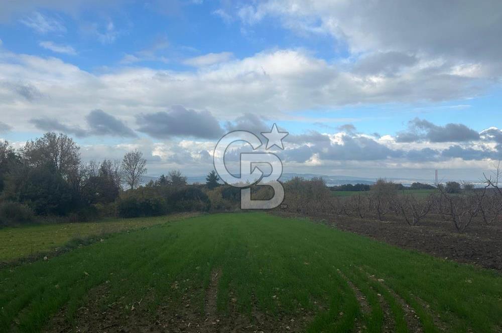 1915 Çanakkale Köprüsü Manzaralı Tarla Acil Satılık Fırsat!!