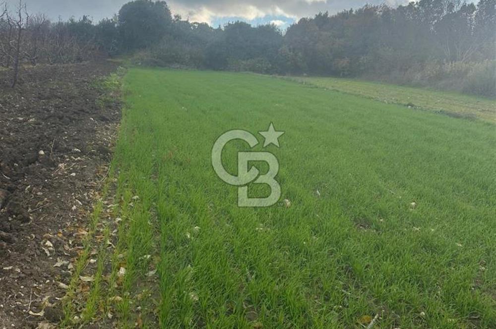 1915 Çanakkale Köprüsü Manzaralı Tarla Acil Satılık Fırsat!!