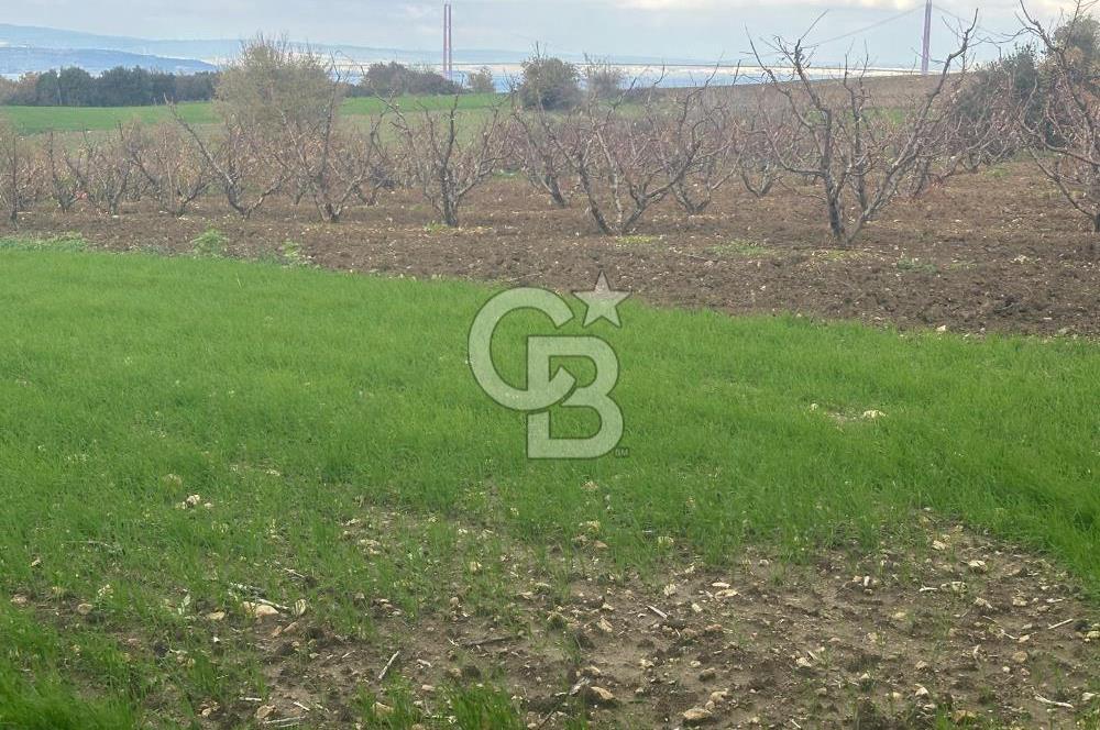 1915 Çanakkale Köprüsü Manzaralı Tarla Acil Satılık Fırsat!!