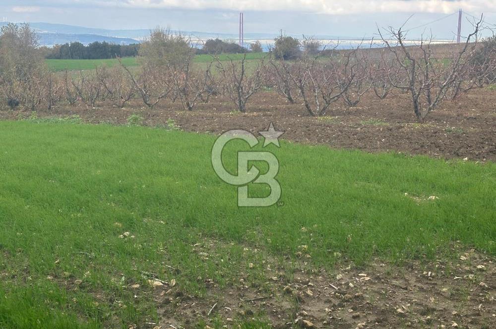 1915 Çanakkale Köprüsü Manzaralı Tarla Acil Satılık Fırsat!!