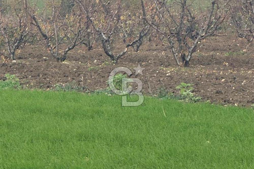 1915 Çanakkale Köprüsü Manzaralı Tarla Acil Satılık Fırsat!!