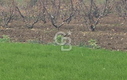 1915 Çanakkale Köprüsü Manzaralı Tarla Acil Satılık Fırsat!!