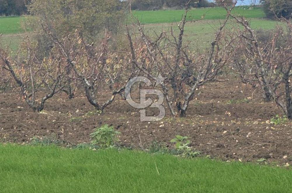 1915 Çanakkale Köprüsü Manzaralı Tarla Acil Satılık Fırsat!!