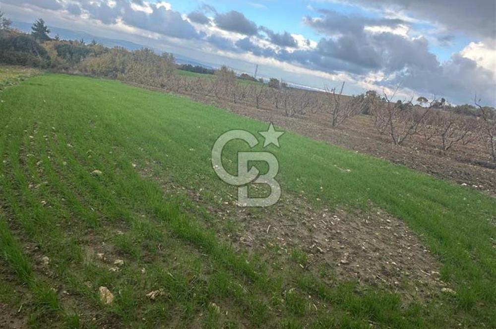 1915 Çanakkale Köprüsü Manzaralı Tarla Acil Satılık Fırsat!!