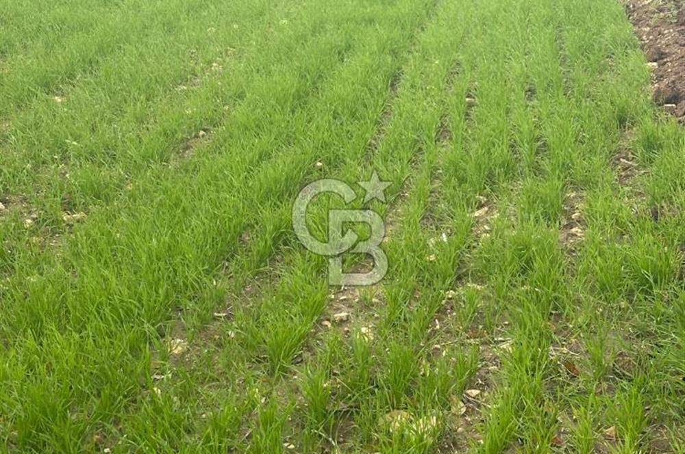 1915 Çanakkale Köprüsü Manzaralı Tarla Acil Satılık Fırsat!!