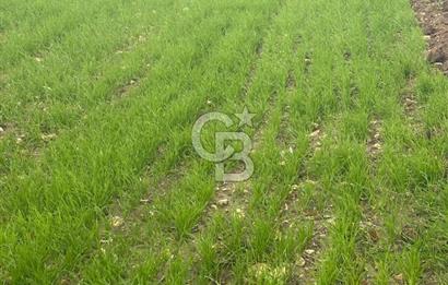 1915 Çanakkale Köprüsü Manzaralı Tarla Acil Satılık Fırsat!!